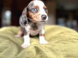 Mavi̇ Gözlü Böue Merle En Özeli̇nden Dacshund