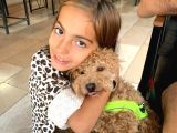 orjinal toy poddle yetişkin pet eğitimli aşıları var