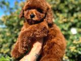 RED BROWN 4 AY GERÇEK KORE POODLE