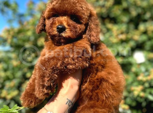 Red Brown 4 Ay Gerçek Kore Poodle