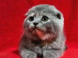 Muhteşem Scottish Fold Bebekler