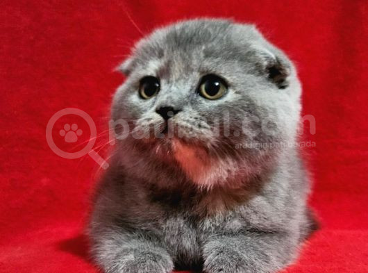Muhteşem Scottish Fold Bebekler görsel