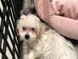 Maltese Terrier 3 Aylık Dişi