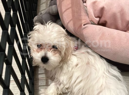 Maltese Terrier 3 Aylık Dişi görsel