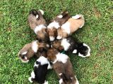 Akkuş Üreti̇m Çi̇ftli̇ği̇nden Shi̇h Tzu Yavrulari