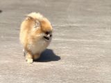 15 Aylık  Pomeranian Boo Orijinal Kendi Kopegim Çok Uslu