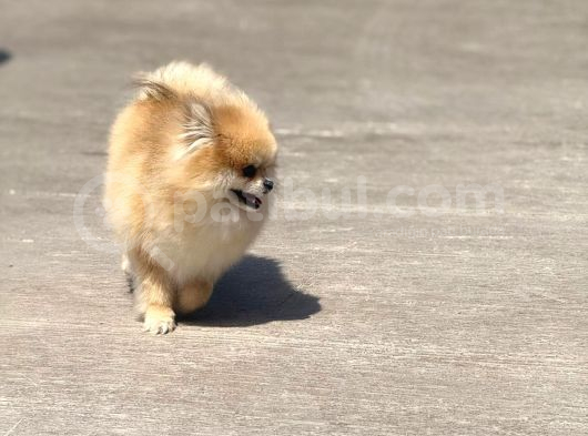 15 Aylık  Pomeranian Boo Orijinal Kendi Kopegim Çok Uslu görsel