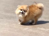 15 Aylık  Pomeranian Boo Orijinal Kendi Kopegim Çok Uslu