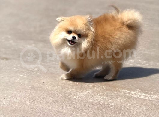 15 Aylık  Pomeranian Boo Orijinal Kendi Kopegim Çok Uslu görsel