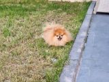 15 Aylık  Pomeranian Boo Orijinal Kendi Kopegim Çok Uslu