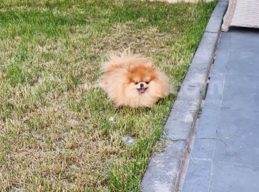 15 Aylık  Pomeranian Boo Orijinal Kendi Kopegim Çok Uslu görsel