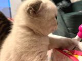 Çok Sevimli Scottish Fold Erkek Yavrumuz