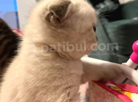 Çok Sevimli Scottish Fold Erkek Yavrumuz görsel