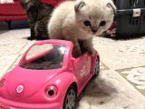 Çok Sevimli Scottish Fold Erkek Yavrumuz