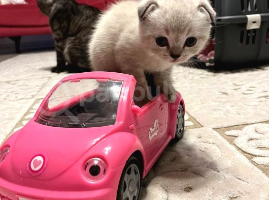 Çok Sevimli Scottish Fold Erkek Yavrumuz görsel