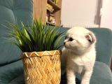 Çok Sevimli Scottish Fold Erkek Yavrumuz