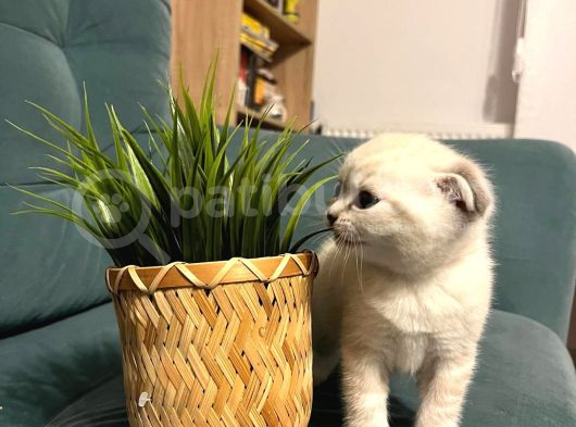 Çok Sevimli Scottish Fold Erkek Yavrumuz görsel
