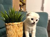 Çok sevimli Scottish Fold erkek Yavrumuz