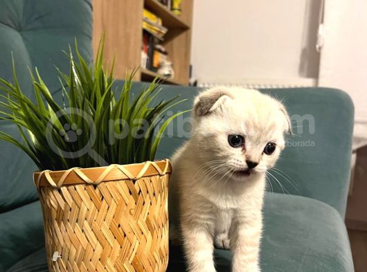 Çok Sevimli Scottish Fold Erkek Yavrumuz