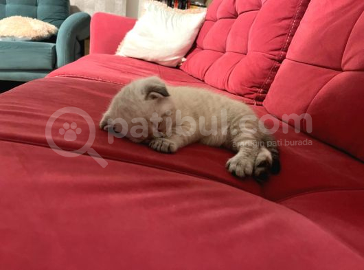 Çok Sevimli Scottish Fold Erkek Yavrumuz görsel