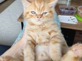 Scottish Fold Ve Iran Kedisi Yavrularimiz