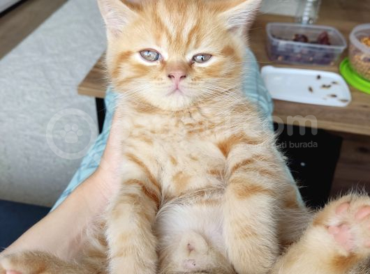Scottish Fold Ve Iran Kedisi Yavrularimiz görsel