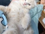 Scottish Fold Ve Iran Kedisi Yavrularimiz