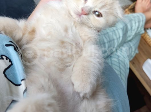 Scottish Fold Ve Iran Kedisi Yavrularimiz görsel
