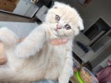 Scottish Fold Ve Iran Kedisi Yavrularimiz