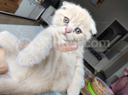 Scottish Fold Ve Iran Kedisi Yavrularimiz görsel