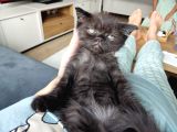 Scottish Fold Ve Iran Kedisi Yavrularimiz