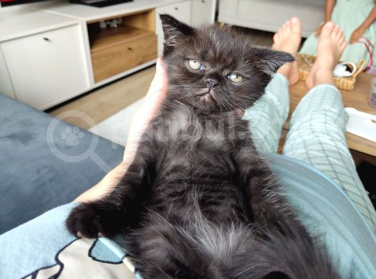 Scottish Fold Ve Iran Kedisi Yavrularimiz görsel