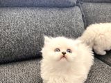 Kaliteden Anlayanlara Özel Longhair Yavrular