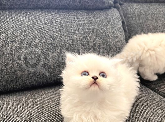 Kaliteden Anlayanlara Özel Longhair Yavrular görsel