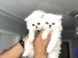 Kaliteden Anlayanlara Özel Longhair Yavrular