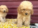 Kıvır kıvır f1 maltipoo