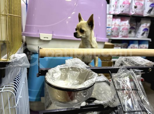 6 Aylık Erkek Teacup Şivava görsel