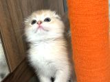 Secereli Scottish Fold Golden