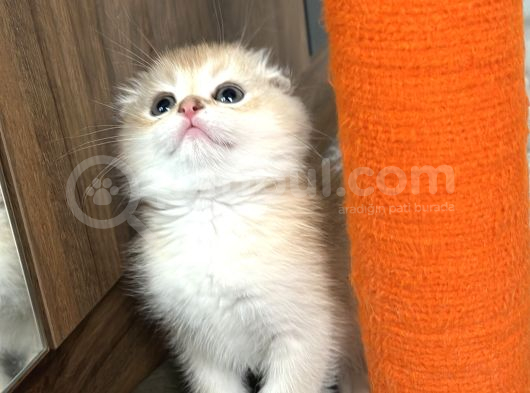 Secereli Scottish Fold Golden görsel