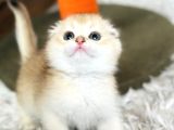 Secereli Scottish Fold Golden