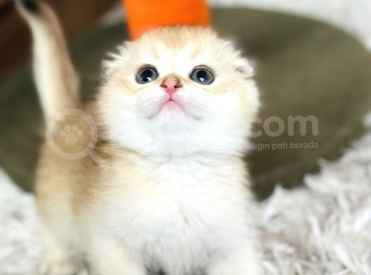 Secereli Scottish Fold Golden görsel