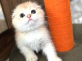 Secereli Scottish Fold Golden