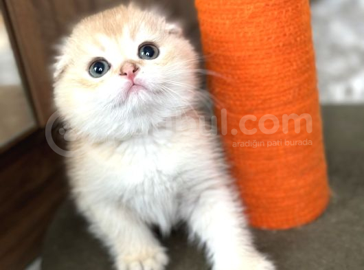 Secereli Scottish Fold Golden görsel