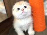 Secereli Scottish Fold Golden