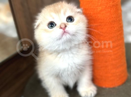 Secereli Scottish Fold Golden görsel