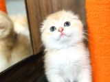 Secereli Scottish Fold Golden