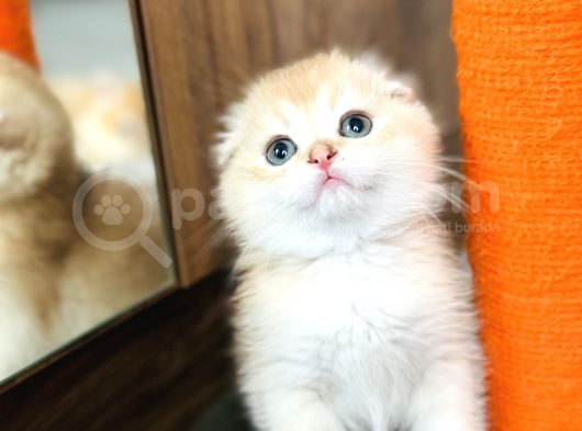 Secereli Scottish Fold Golden görsel