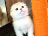 Secereli Scottish Fold golden