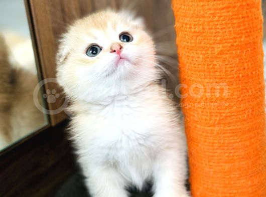 Secereli Scottish Fold Golden