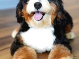 Dizayn ırk Bernedoodle yavrular